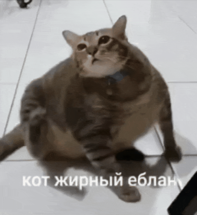 котжирныйеблан
